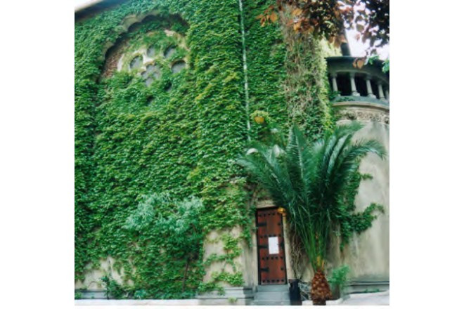 青々とした蔦が歴史の深みを感じさせる教会。