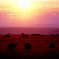 ムパタ・サファリ・クラブ