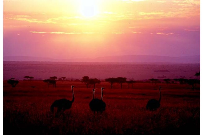沈みゆく太陽の大迫力に胸を打たれます。