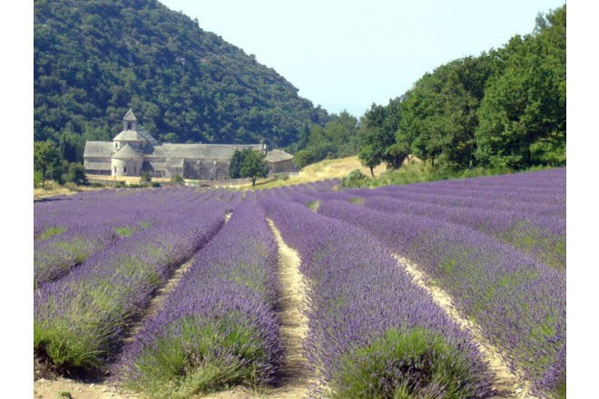 6月~7月には鮮やかなパープルの絨毯が広がるプロヴァンス