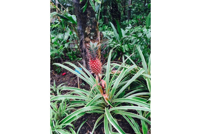 ハワイ大学の研究施設でもあるマノアラニガーデンには、様々な南国の植物が植えられています