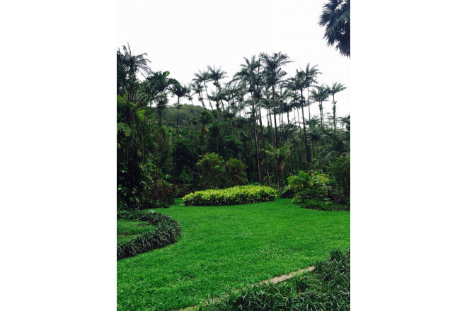 マノアの山深くにあるガーデンは、一年を通して様々なハワイ固有の植物が色鮮やかな緑を放っています