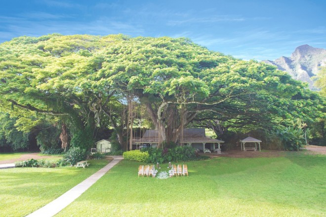 圧倒的な魅力を醸し出す樹齢約800年のモンキーポッドが、この場所のスペシャルシンボルツリー