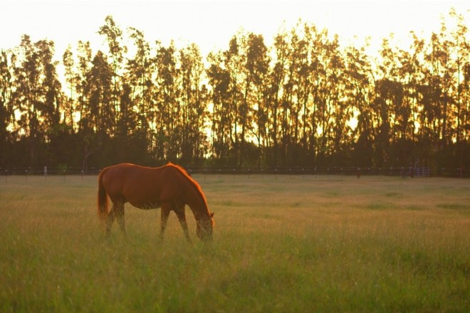 サンセットランチ