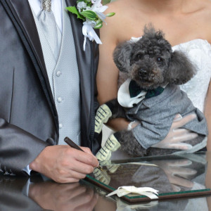 愛犬と一緒に結婚証明書にサイン♪|シェラトン・グランデ・トーキョーベイ・ホテルの写真(17309061)