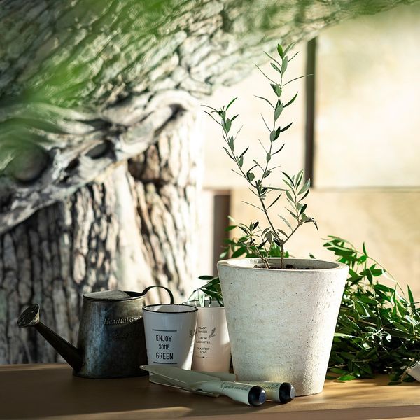オリジナル人前式「植樹セレモニー」シンボルツリーのオリーブをモチーフにオリーブの苗で永遠の絆を誓い合うシーンを創り上げます。|ザ コンチネンタル横浜の写真(12616688)