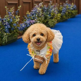 公式限定【大切な家族＊愛犬も一緒】リングドッグも一緒に過ごせる相談会