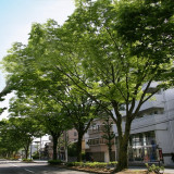 緑豊かなケヤキ並木で知られる白川通りに面したチャペル