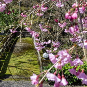 季節ごとに美しく姿をかえるSHOZANの森|SHOZAN RESORT KYOTO(SHOZANリゾート京都)の写真(38521754)