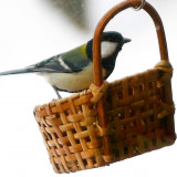 ホテル内にあるカフェ「らいらっく」は野鳥が遊びに来ます。珍しい種類の鳥を見ることができるかも。