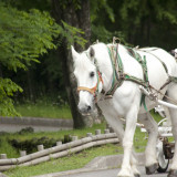 「かげまる」君。大好物はキャベツとリンゴだよ☆