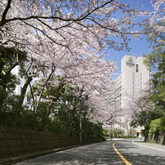 春には満開の桜を眺めることができるさくら坂