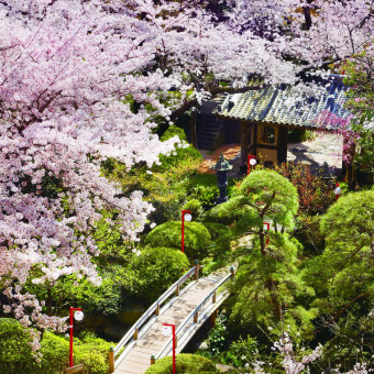 満開時には、17種約210本もの桜が開花し、庭園が華やぐ春。