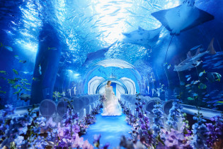 水族館ウエディングも大人気|品川プリンスホテルの写真(53687088)