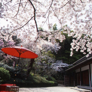 満開の桜と日本庭園。一生の想い出に残る景色|八芳園の写真(998654)