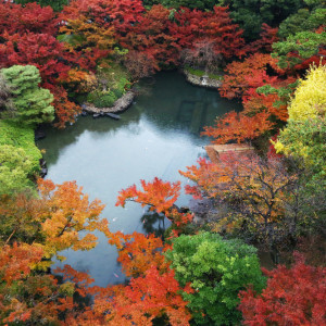 緑、赤、黄色・・・様々な色のグラデーションを
愉しんでいただける秋の庭園。|八芳園の写真(26791774)