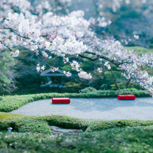 日本庭園に咲き誇る満開の桜。日本の四季の美しさを感じる場所。|八芳園の写真(50479497)