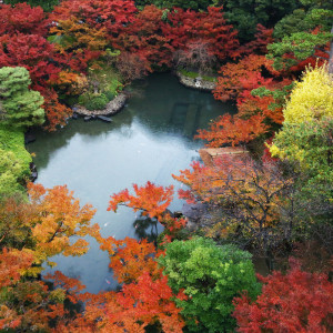 緑、赤、黄色・・・様々な色のグラデーションを 愉しんでいただける秋の庭園。|八芳園の写真(45208753)