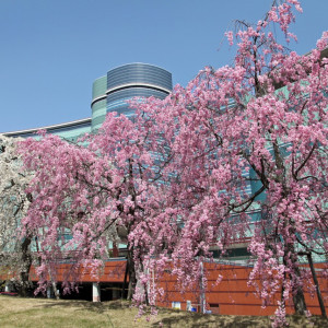 春は桜が彩られ華やかに。前撮り撮影でも人気のロケーション。|琵琶湖ホテルの写真(491955)