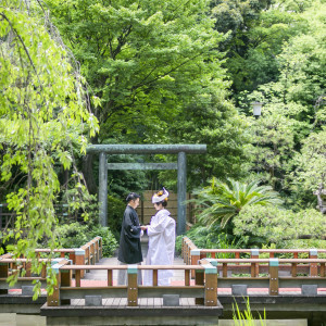 新緑シーズンも綺麗|東郷神社／原宿 東郷記念館の写真(17834341)