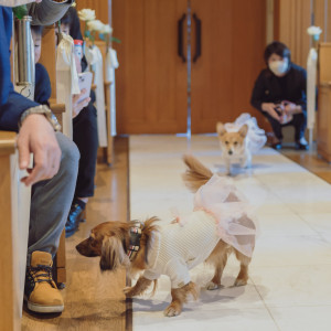 挙式では家族の一員の愛犬がリングドッグとして参加可能！|ホテルプラザ神戸の写真(31530931)