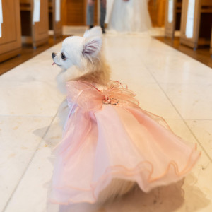 リングドッグ演出|ホテルプラザ神戸の写真(56271392)