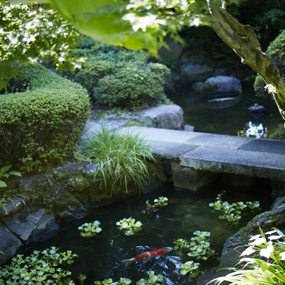 1600坪からなる庭園には涼しげな池と優雅に泳ぐ鯉。ほとりには花が咲き静かな庭園を楽しめます。|THE GARDEN PLACE SOSHUEN（ザ・ガーデン・プレイス 蘇州園）の写真(948791)