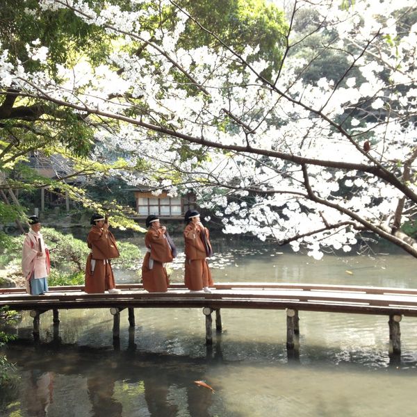春の参進の儀では、桜の演出がお二人の姿に彩りをつけます。|浮月楼の写真(419311)