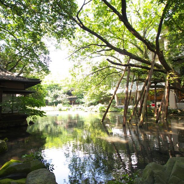 池を渡る、風。水。鳥。街中とは思えない日常がここにはあります。|浮月楼の写真(419773)
