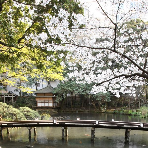 橋にかかる桜はソメイヨシノ。
挙式場へのアプローチは、この橋を渡って。|浮月楼の写真(419692)