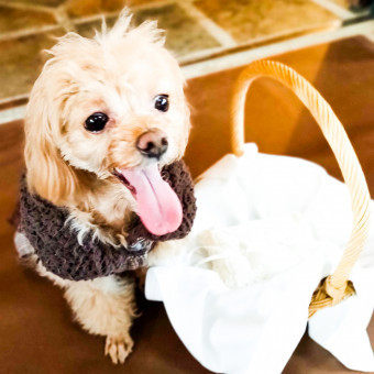 愛犬とのウエディング
スタッフの8割が愛犬家
飲食への異物混入は細心の注意を払っております
