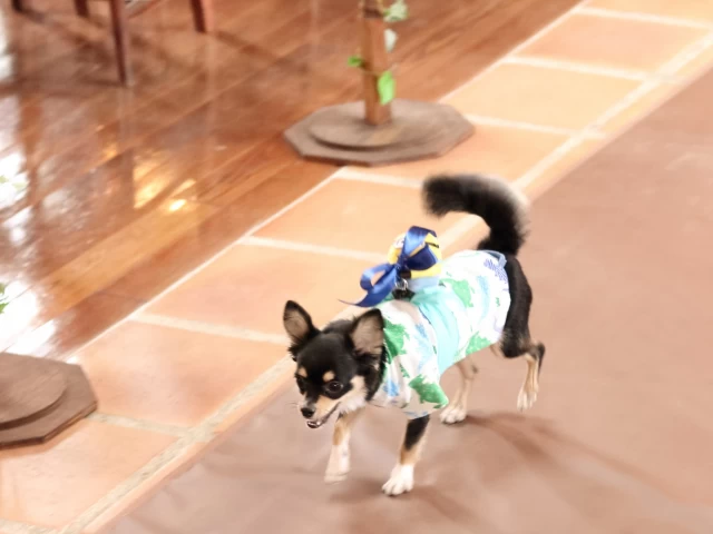 チャペル見学