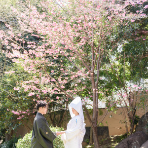 .|來宮神社の写真(45392956)