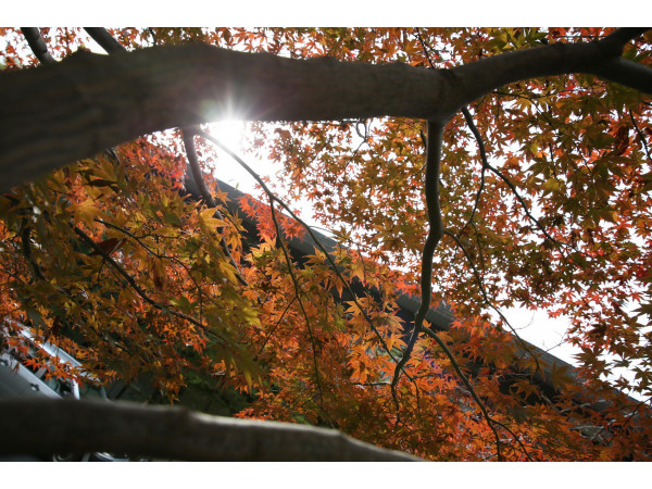 大國魂神社 結婚式場