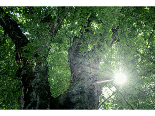 大國魂神社 結婚式場
