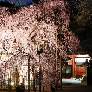 4月の夜桜