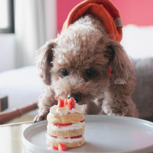 ずっと一緒に過ごせる宿泊のドッグルームも登場！2泊3日も一緒に滞在
