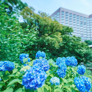 #庭園 ＃夏 ＃紫陽花|ホテル椿山荘東京の写真(16587810)