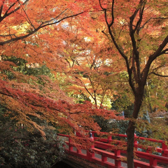 秋には木々たちが色づき、美しい紅葉をご覧いただけます。