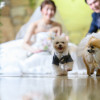 THE NIDOM RESORT WEDDING  ニドムリゾートウエディング