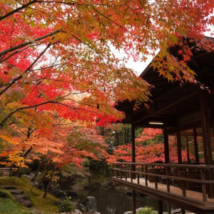 紅葉の季節は一番人気|八勝館の写真(803382)