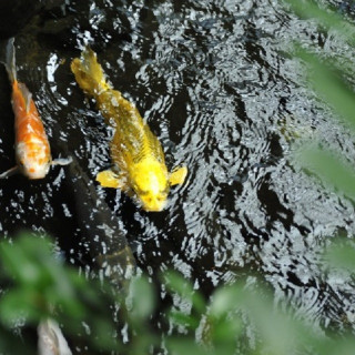 池には立身出世の象徴とされる鯉がたくさん泳いでいる。
