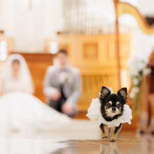 リングドックや愛犬と一緒にドレスアップ、
リンクコーデもおすすめ。|ロイヤルガーデンパレス 柏 日本閣の写真(52881195)