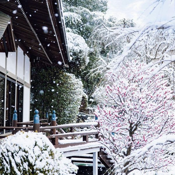 【雪景色】凛とした空気の中で、静寂に包まれる庭園。冷たい空気が、その美しさをいっそう引き立てる|ロイヤルガーデンパレス 柏 日本閣の写真(60118985)