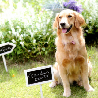 平日にゆったり★【愛犬とWedding】チャペル＆ガーデン体験