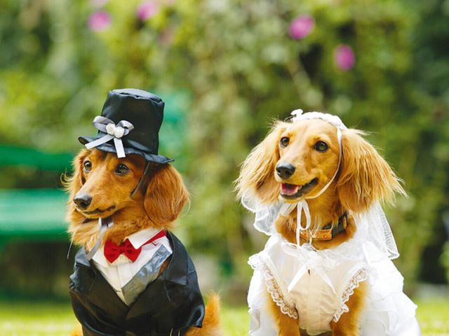 ペットと一緒にwedding