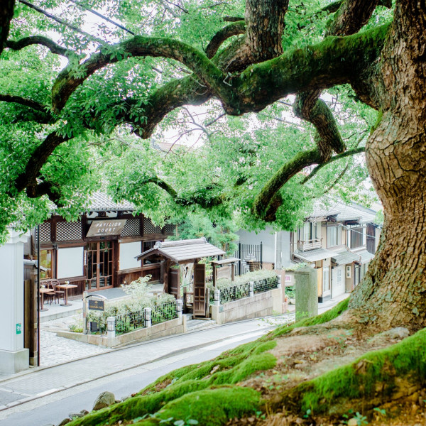 青蓮院門跡に立つ樹齢800年の大楠に見守られながら特別な一日を。|PAVILIONCOURT(パビリオンコート/国登録有形文化財)の写真(1451354)