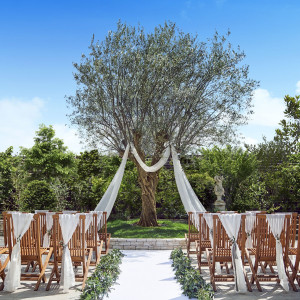 樹齢180年のシンボルツリー“オリーブの樹”|京都ノーザンチャーチ北山教会の写真(55474447)