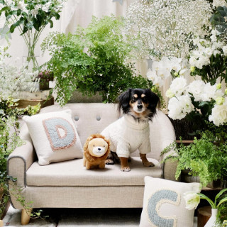 〈平日限定＊ペットと個室見学〉ワンちゃん料理付×黒毛牛コース