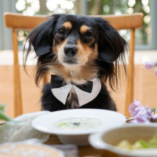 愛犬も笑顔のウェディングセントマーガレットなら、家族みんなで心温まる時間を叶えられます。